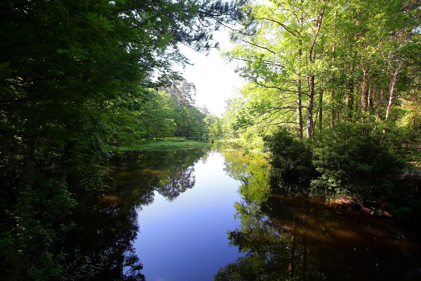 Still slough reflecting blue sky between green trees