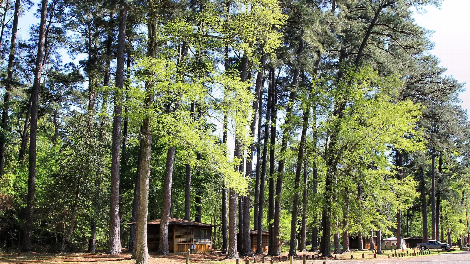 Tall pine trees with a cabin-style shelter in the background