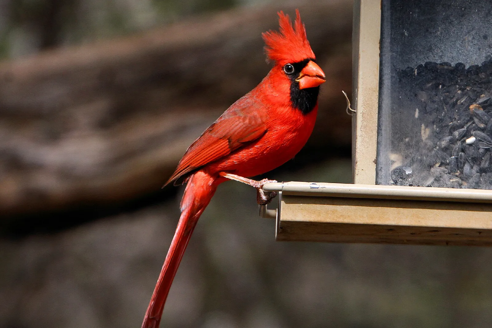 Red cardinal perched at a bird feeder