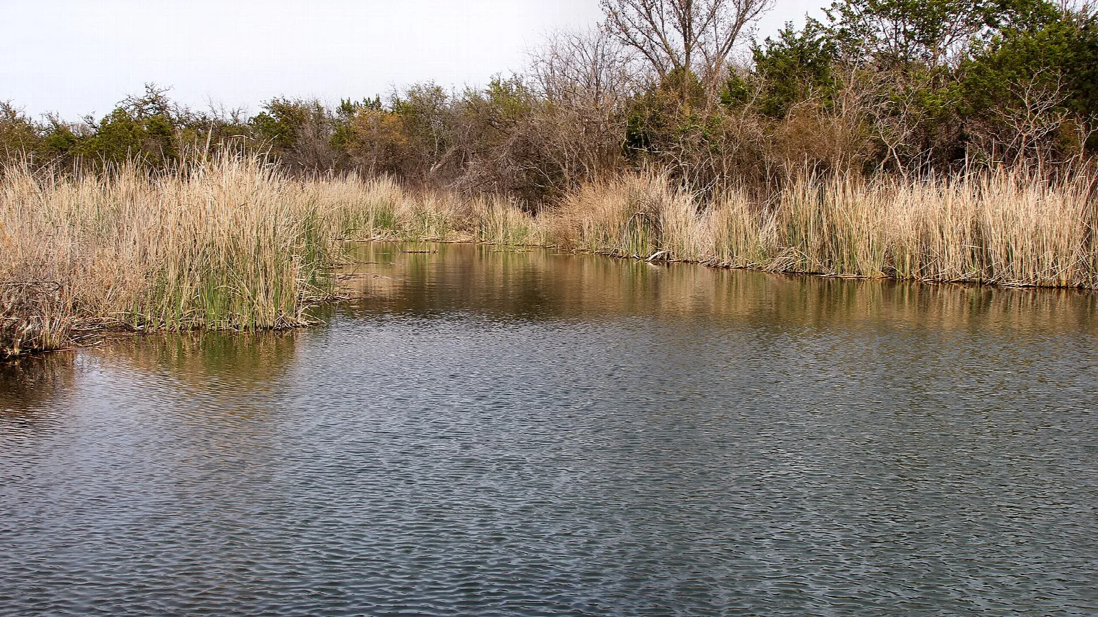 Spring-fed pond ringed by tall reeds and brush