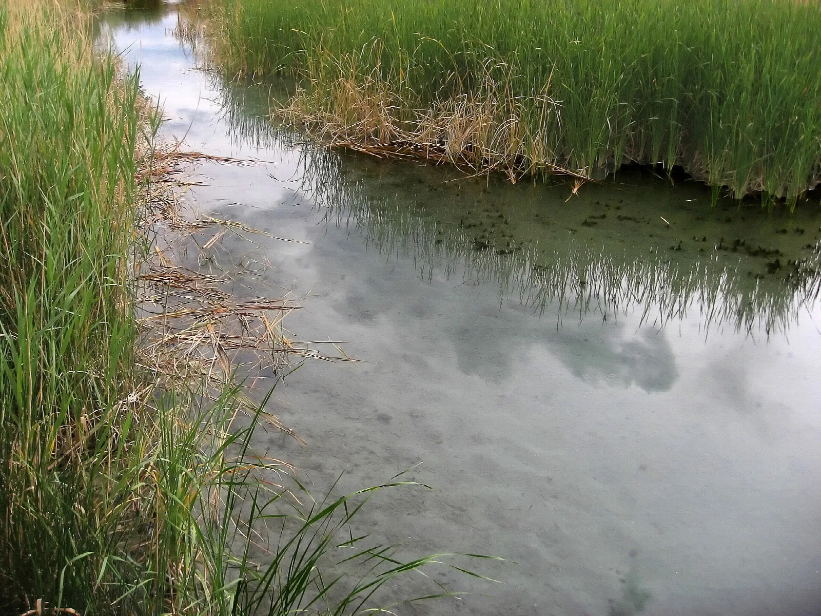 Still spring water edged with green reeds
