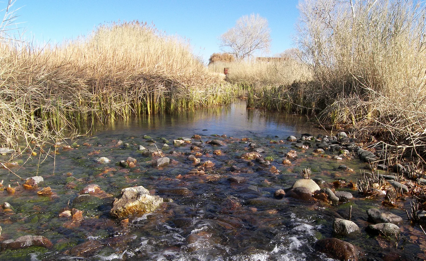 Clear stream running over rocks between dry reeds