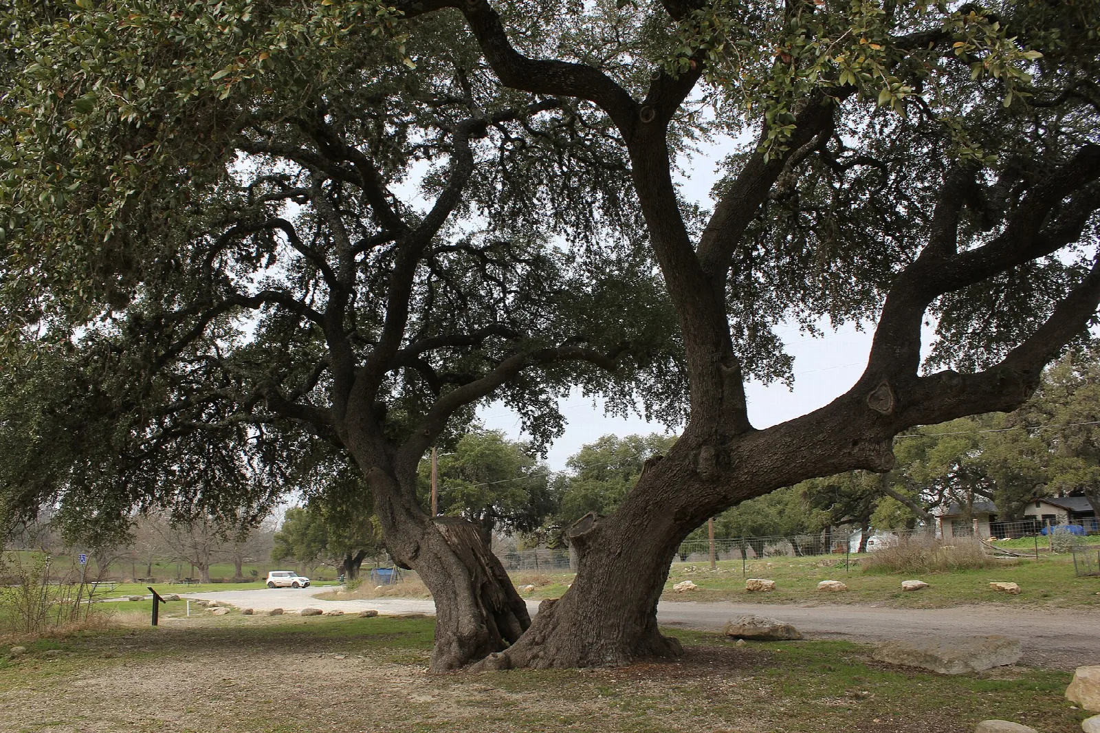 Large spreading tree with a dirt road and open grounds behind