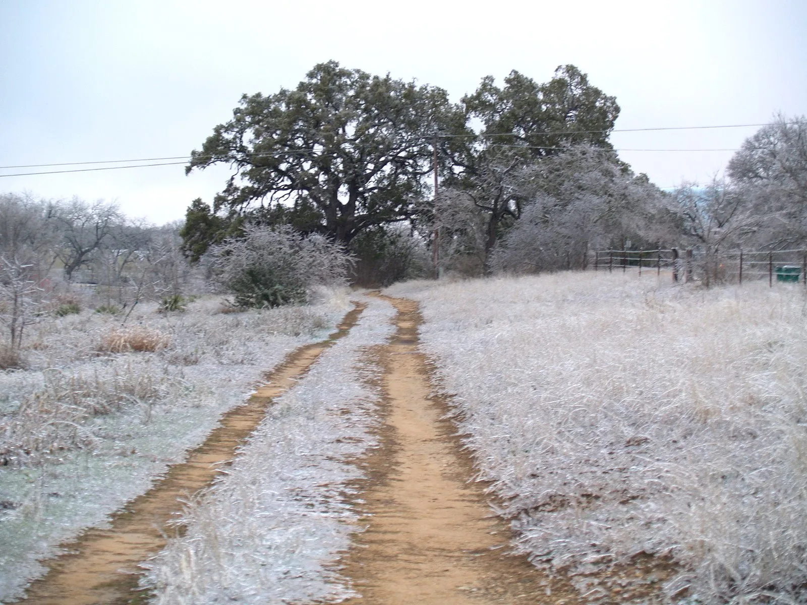 Frost-covered grass and a dirt track toward oak trees