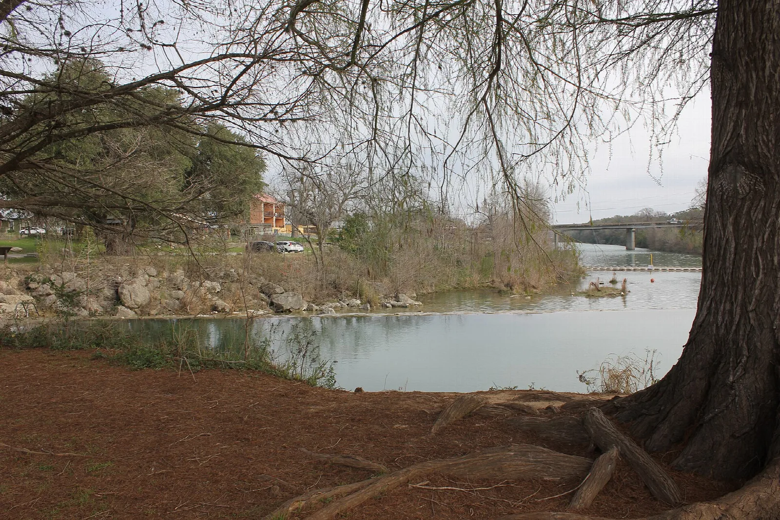 River under a big tree with houses on the far bank
