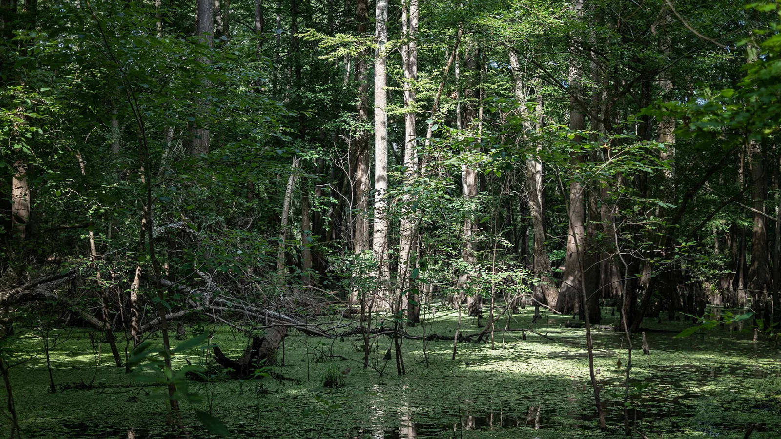 Green swamp floor under tall trees in dappled light