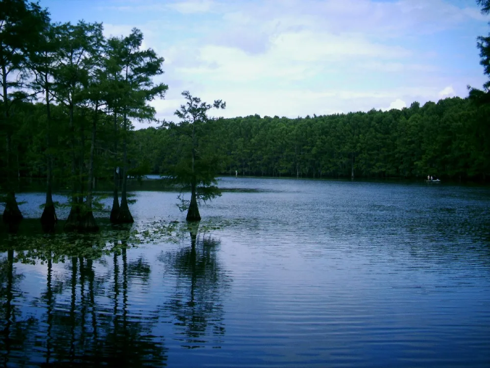 Still lake lined with bald cypress trees reflected in the water