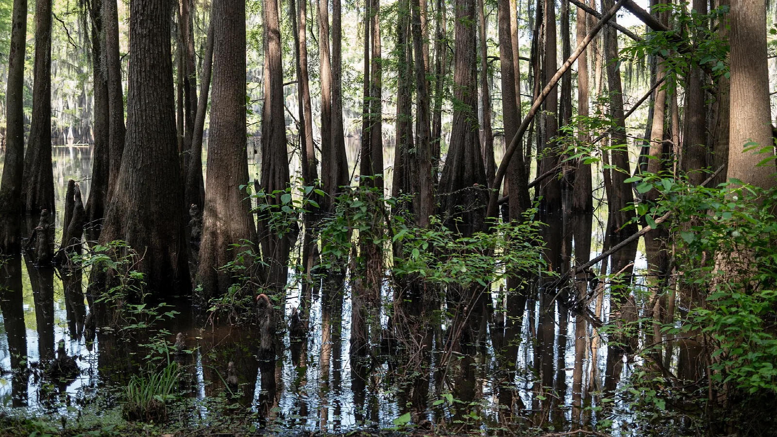 Tall cypress trunks standing in shallow water