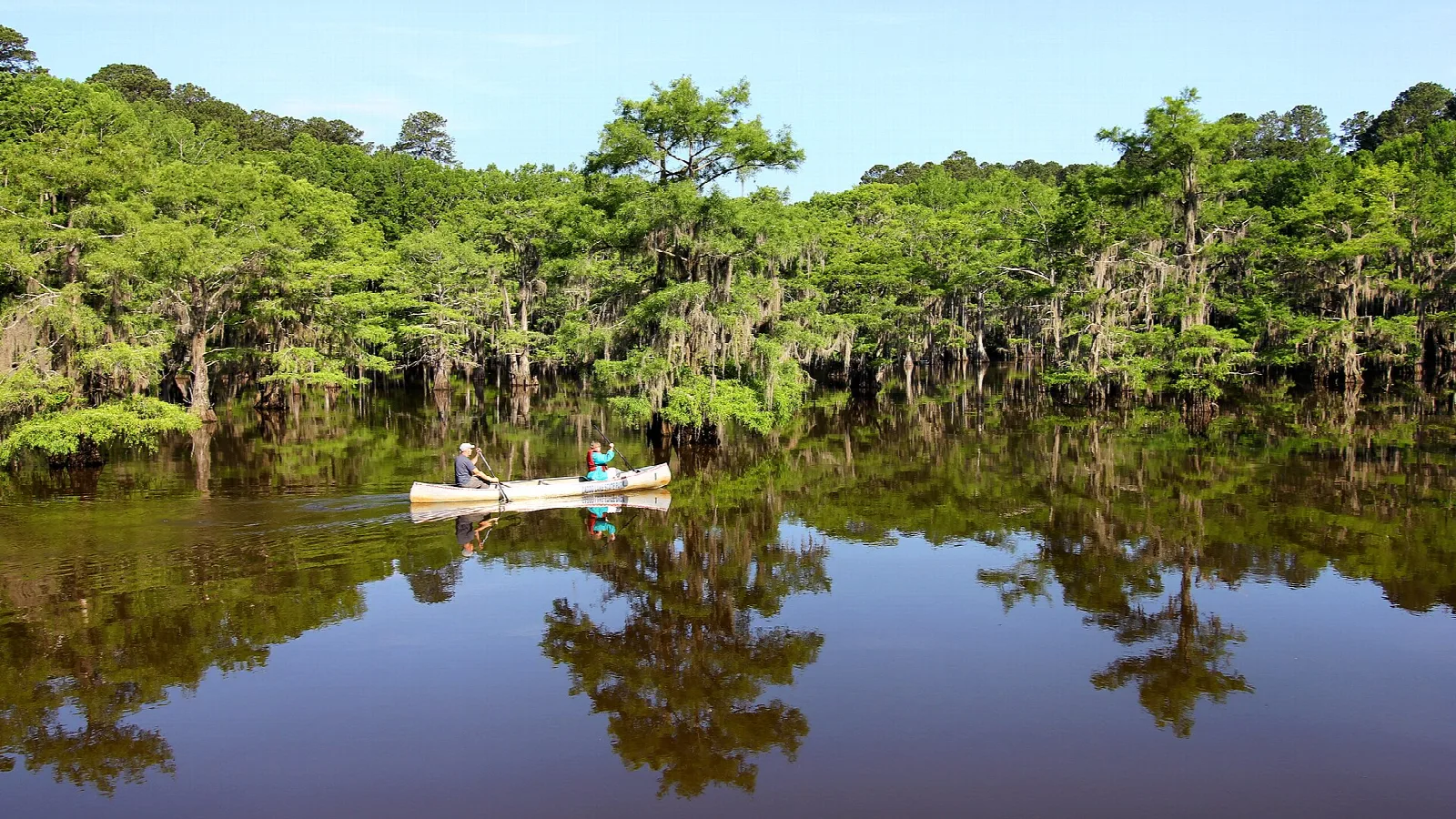 Two paddlers in a canoe on dark, still water beneath cypress and pine trees