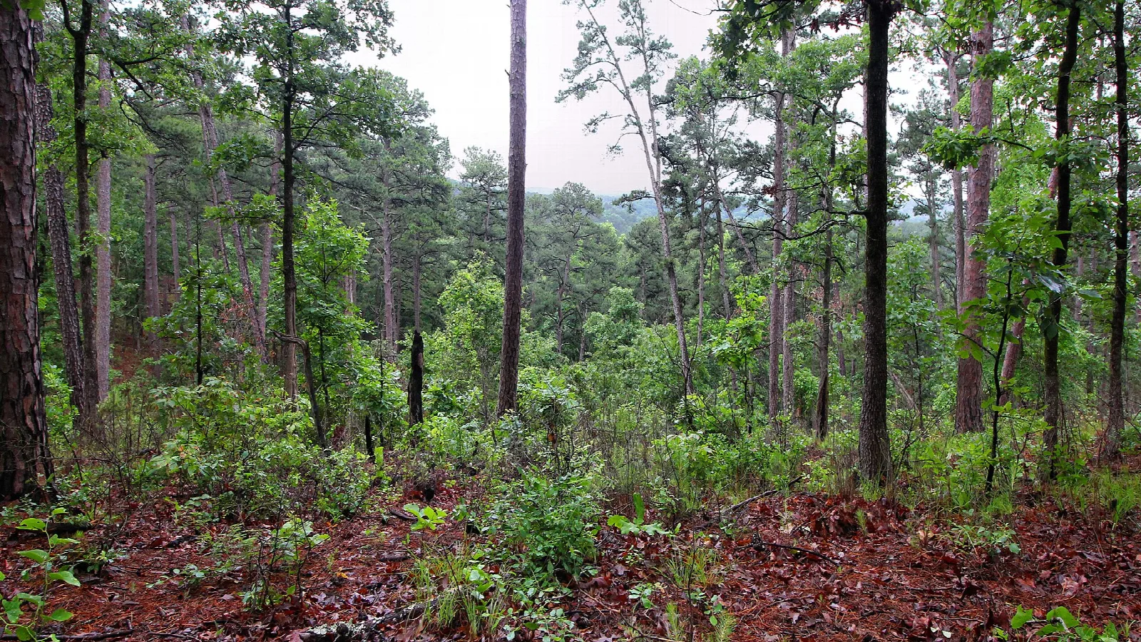 Pine and hardwood forest viewed from a high point