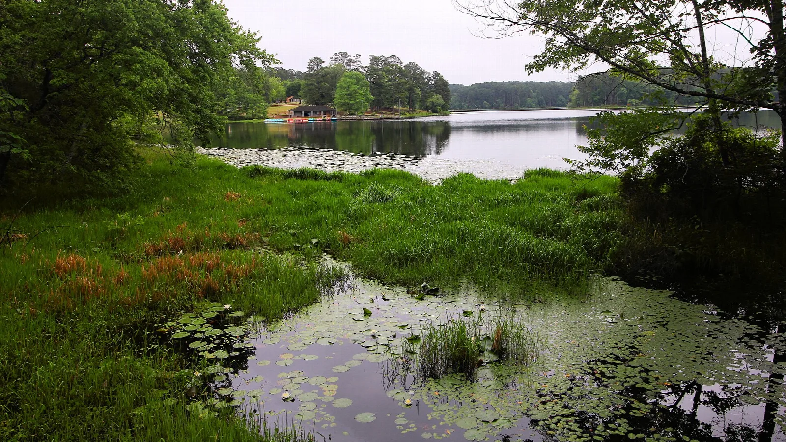 Lily-covered pond edge with grass and trees behind