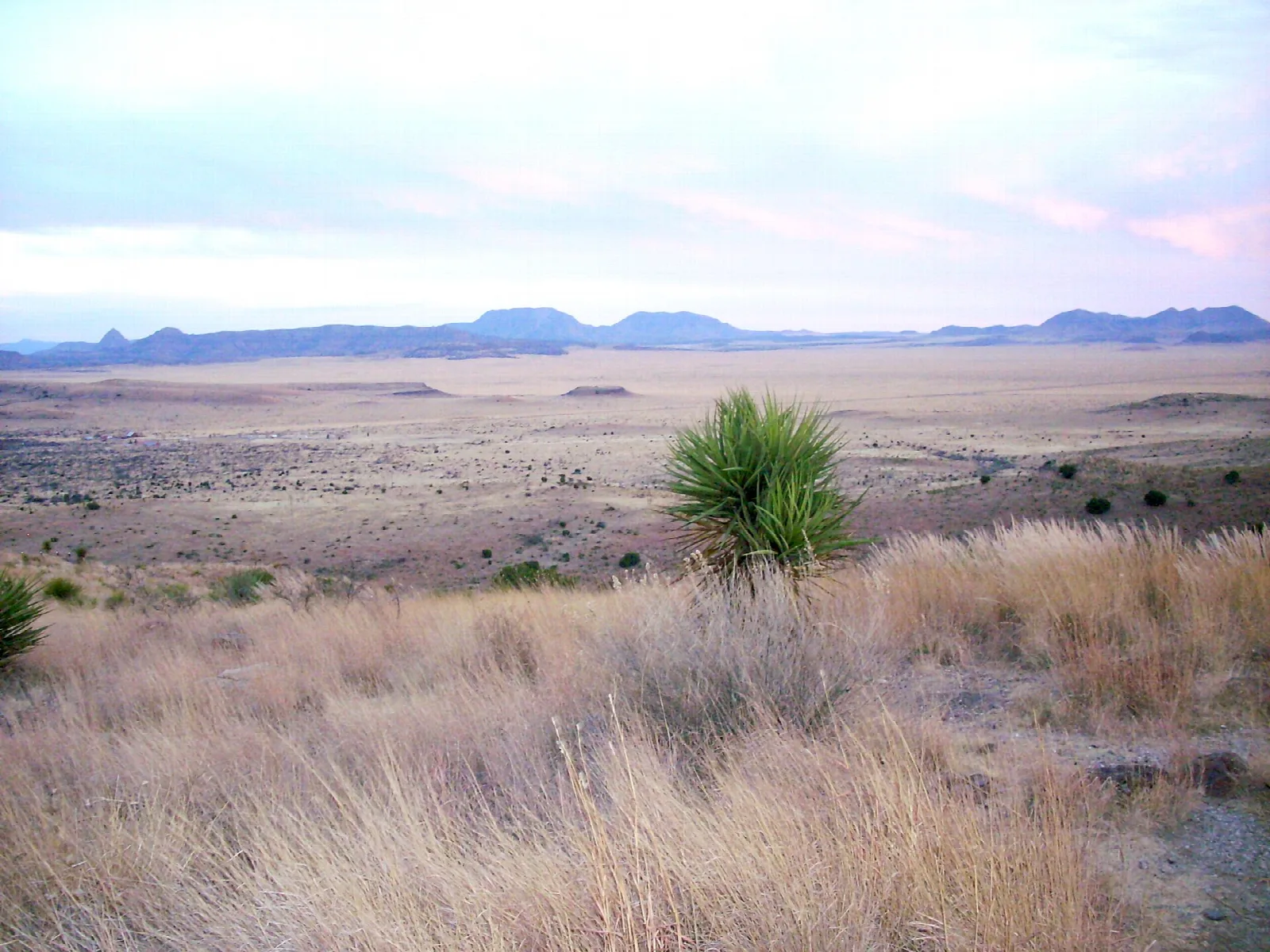 Wide grassland with a yucca plant and distant mesas at dusk