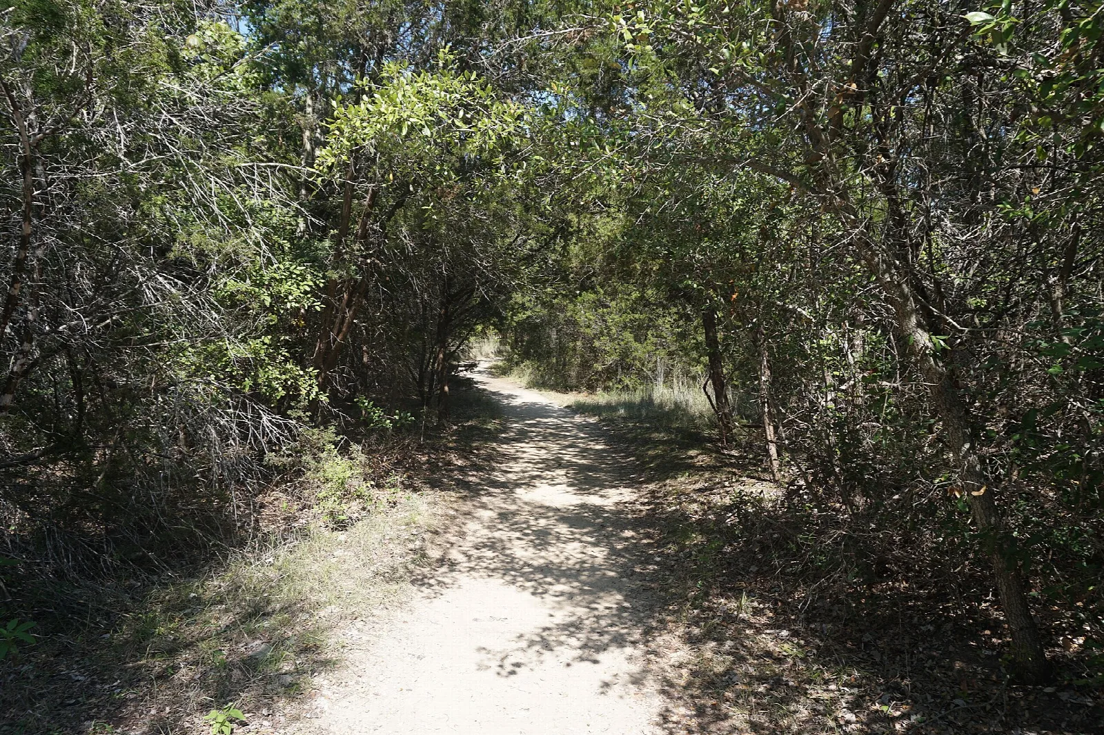 Dirt trail winding through shady scrub