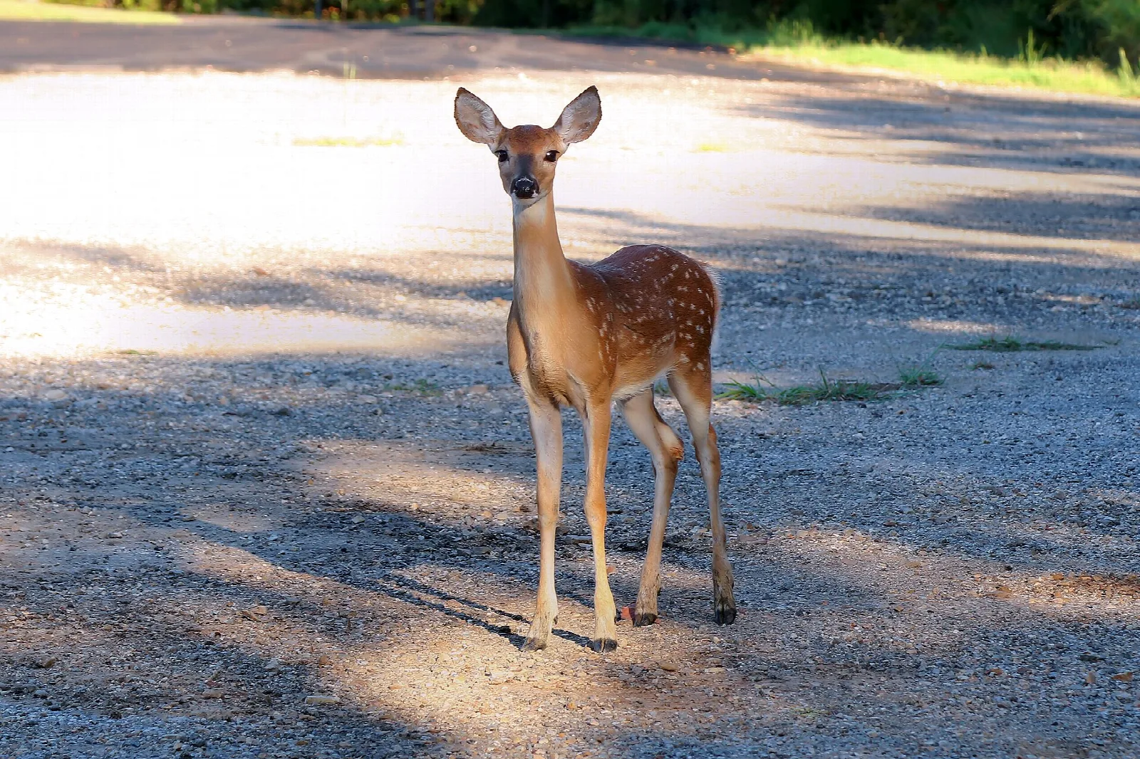 Young white-tailed deer standing on a gravel lot