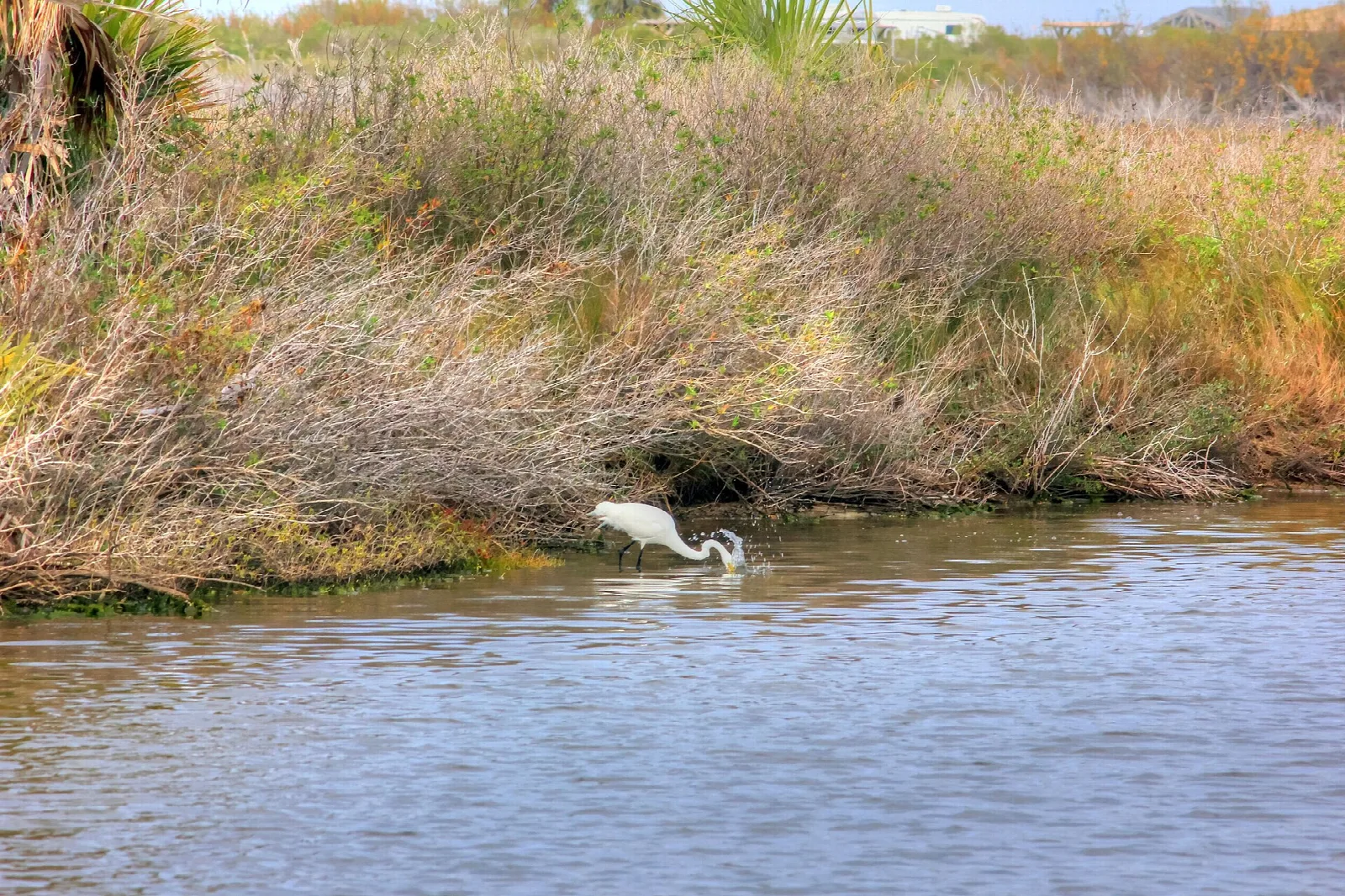 White egret wading at the edge of a grassy pond
