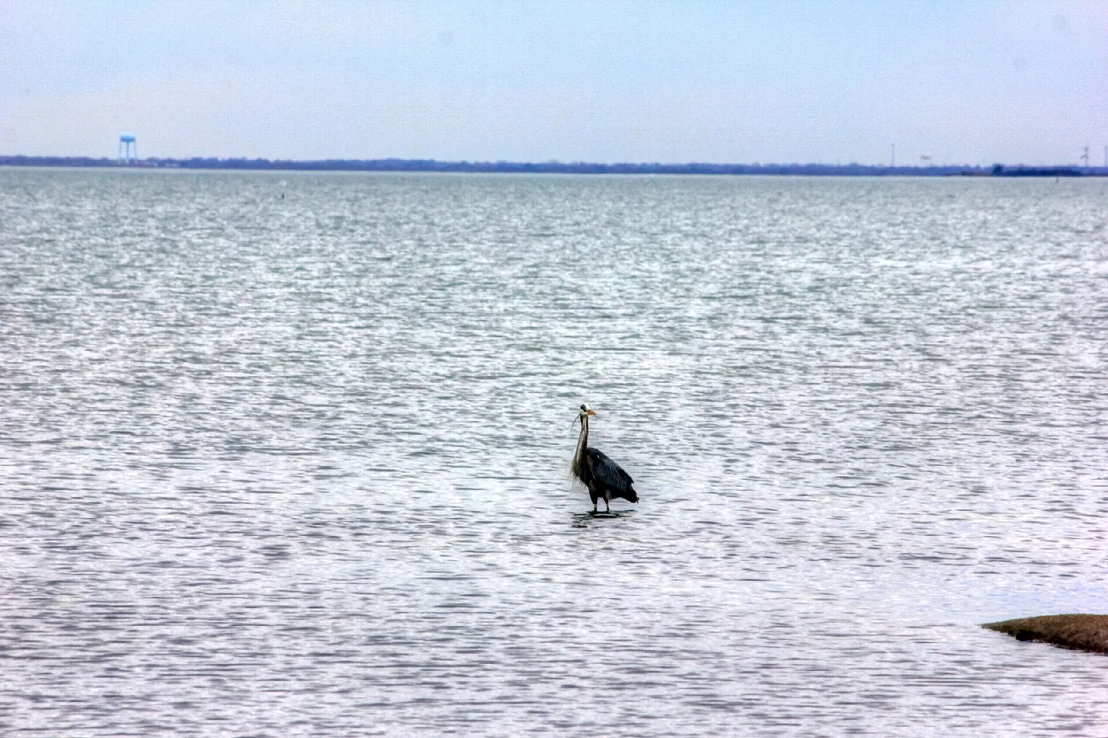 Heron standing in shallow bay water with a far shoreline