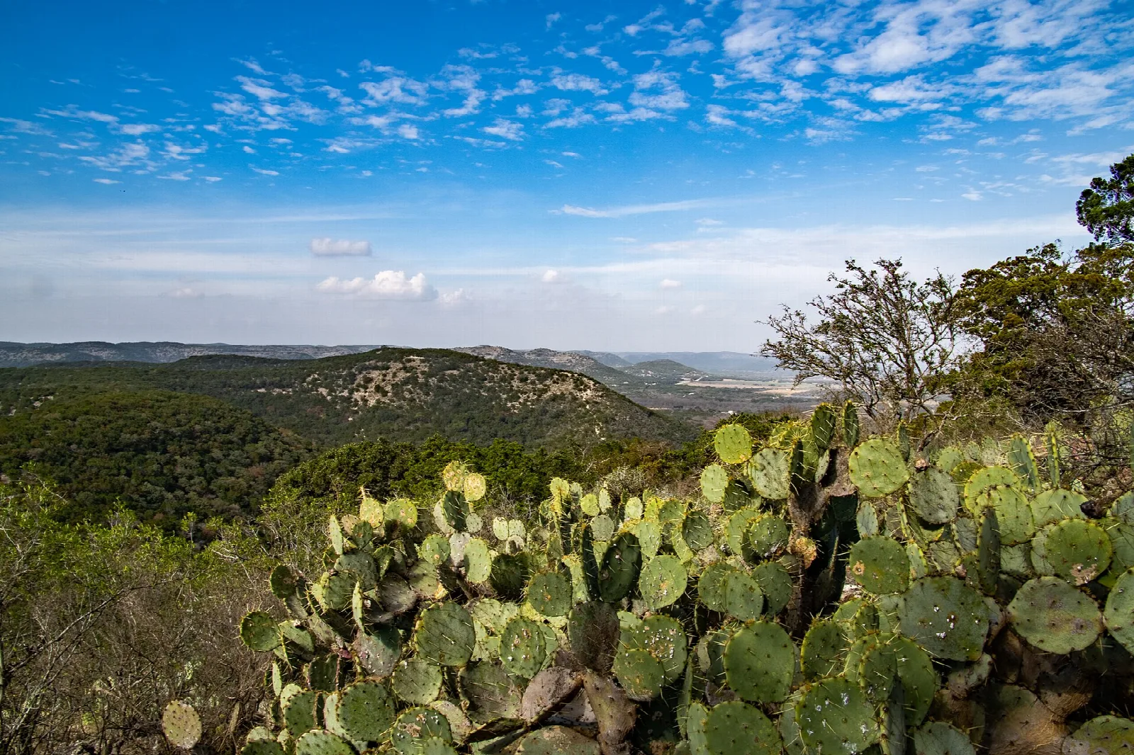 Prickly pear cactus on a hillside with green hills and sky beyond