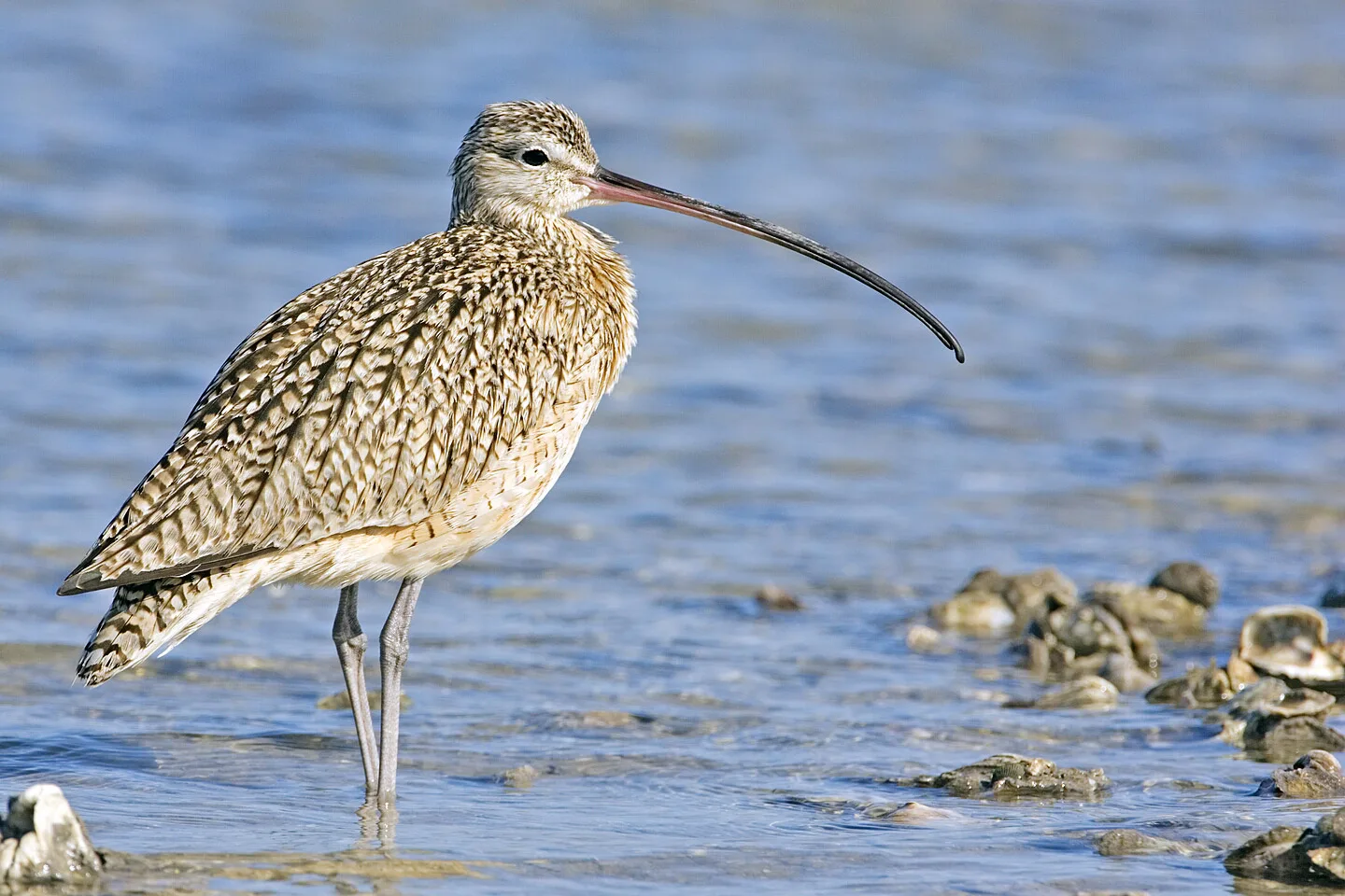 Brown shorebird with a long curved bill standing in shallow water