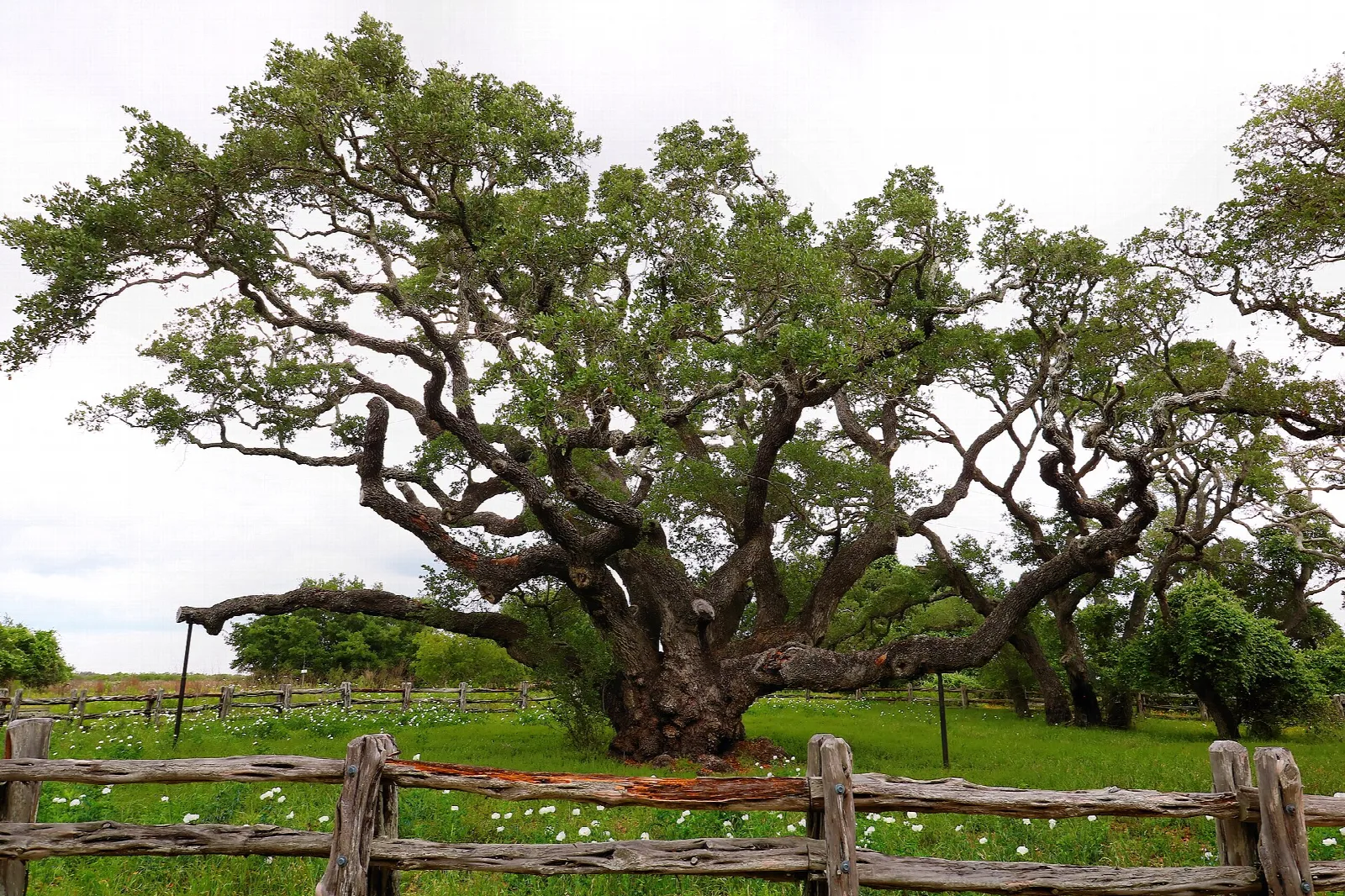 Huge twisted live oak tree behind a split-rail fence on a green lawn