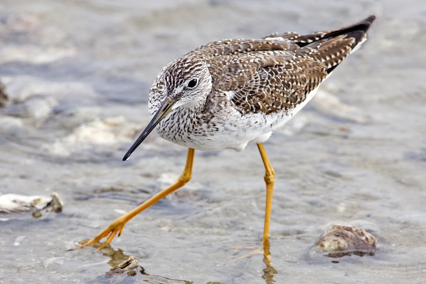 Speckled shorebird with long yellow legs wading in shallow water