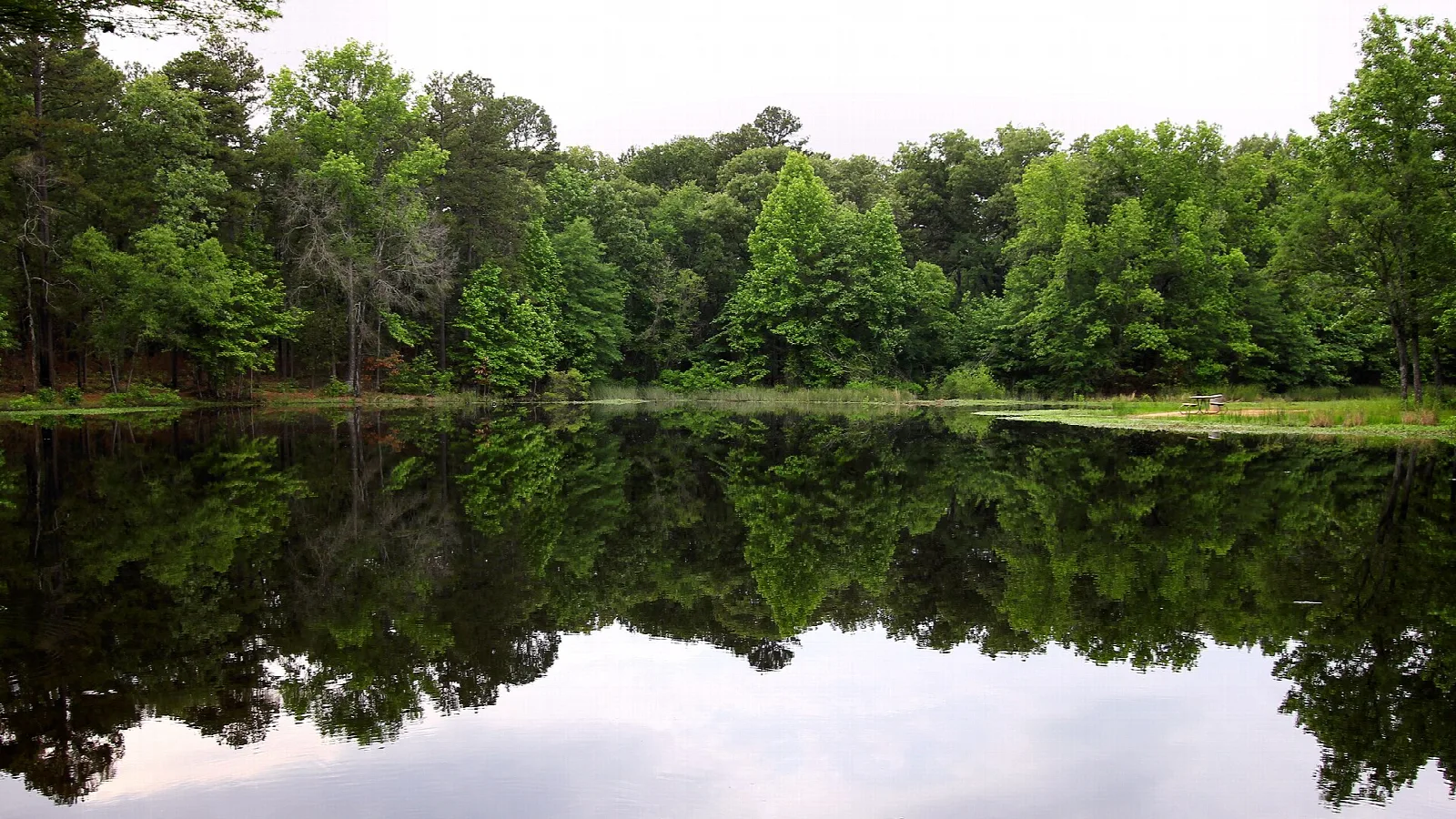 Still pond with trees reflected in the water