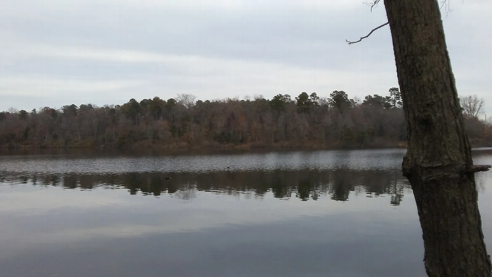 Calm lake with a wooded far shore and a tree trunk in the foreground
