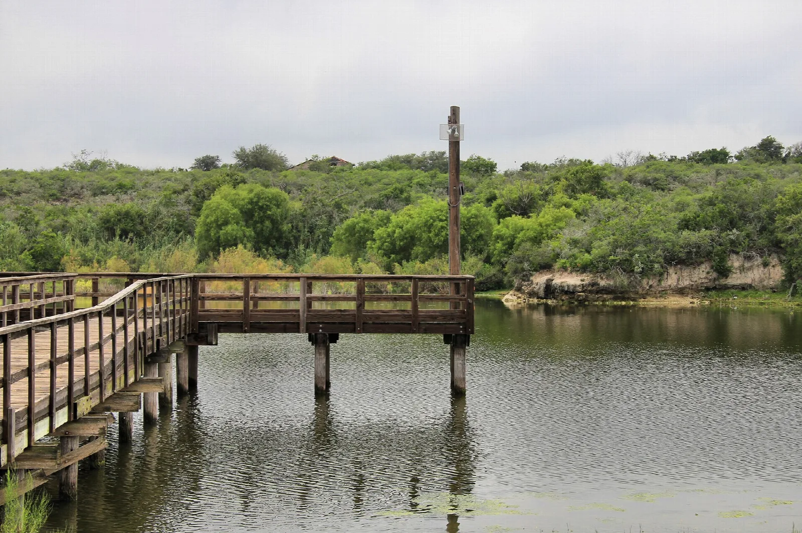 Wooden fishing pier over green water with brush on the bank