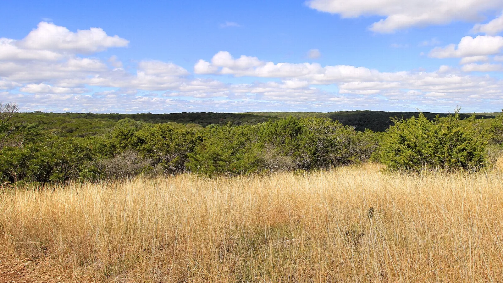 Golden grass and green scrub under a blue sky from a high point