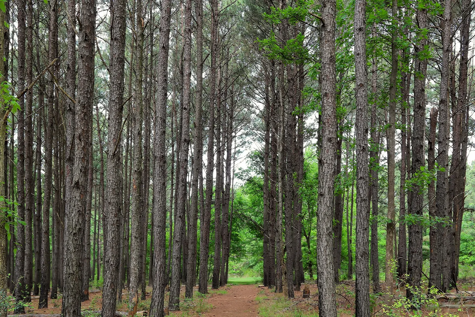 Straight rows of tall pine trees along a dirt trail