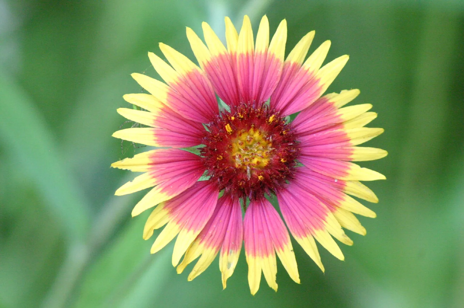Red and yellow blanket flower in bloom against green background