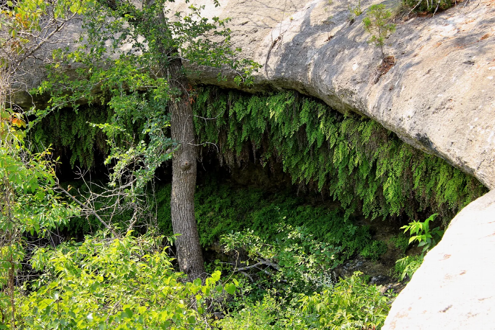 Mossy limestone grotto with ferns hanging beneath an overhang