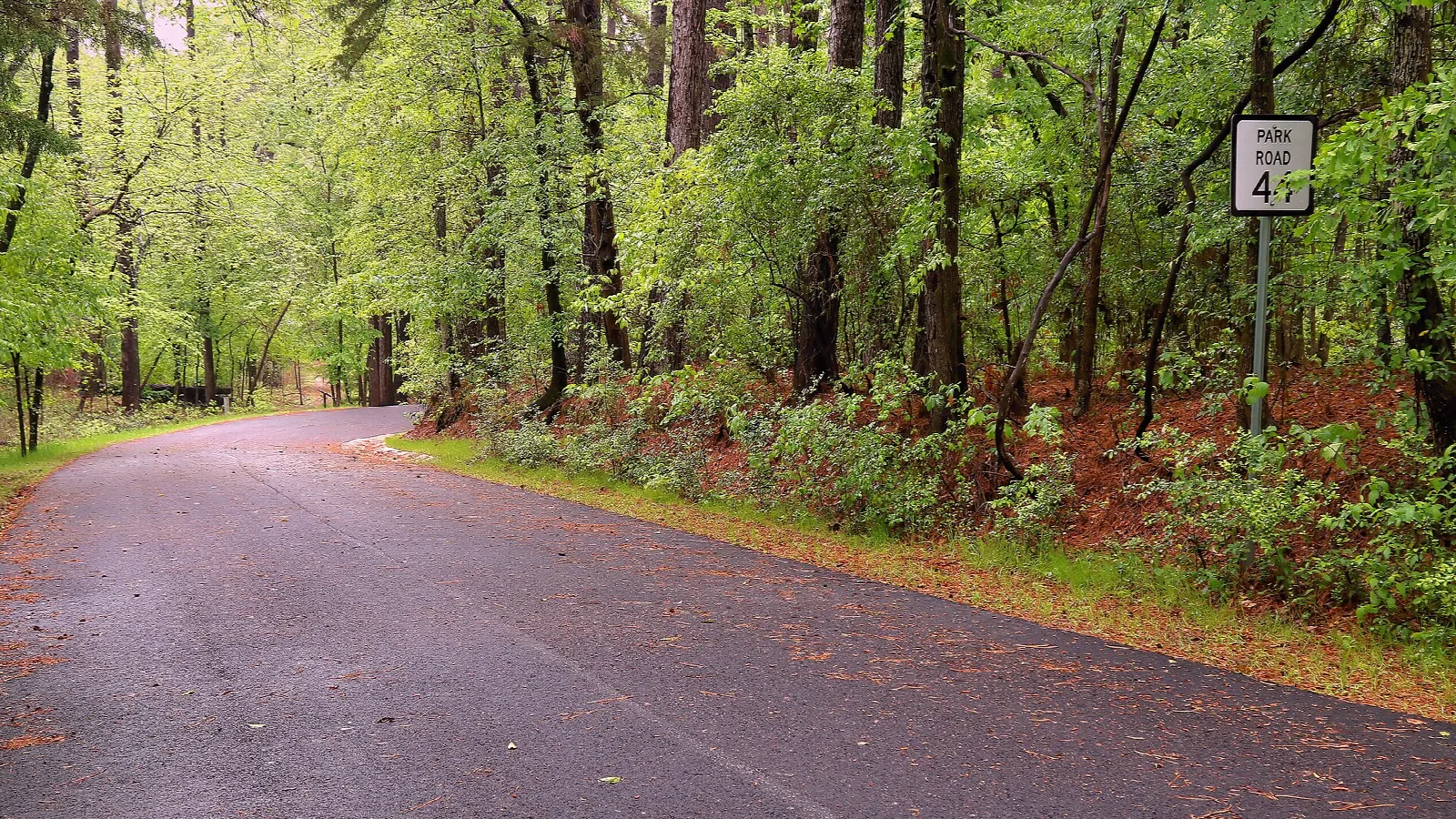 Paved park road curving through green woods