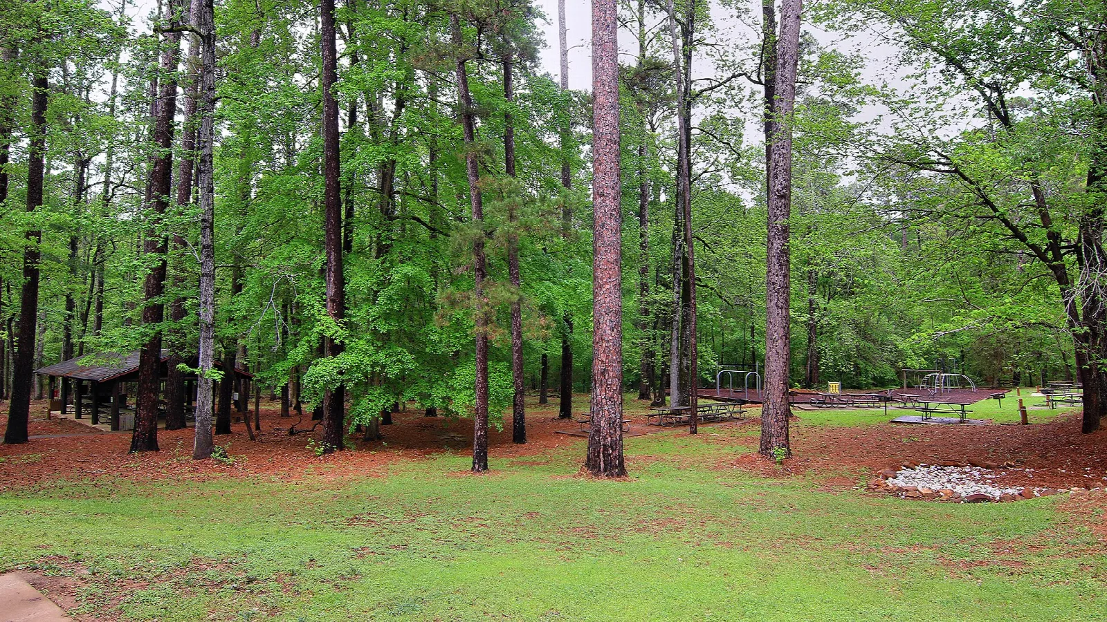 Picnic area with tables under tall green trees