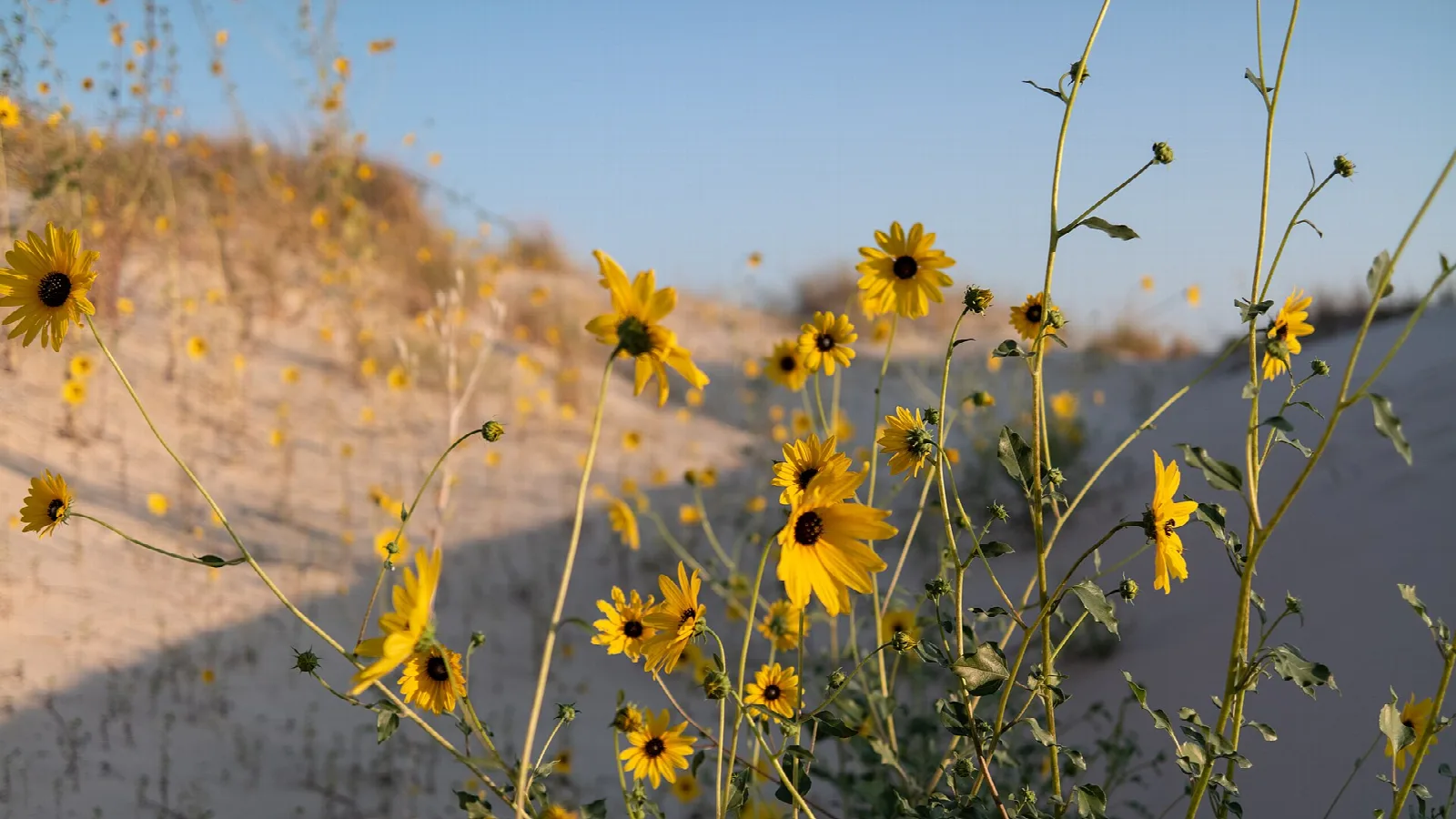 Yellow sunflowers in front of a sand dune and blue sky