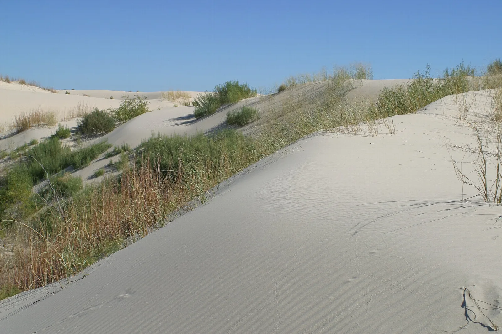 Pale dunes with grasses under a blue sky