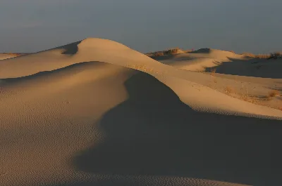 Monahans Sandhills State Park