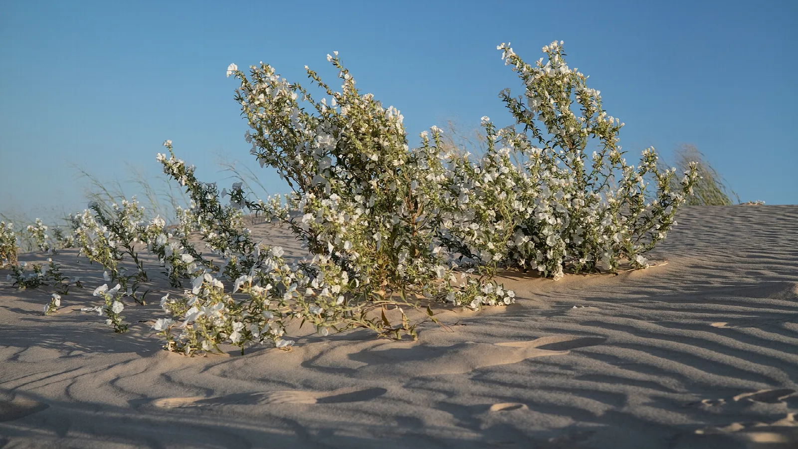 Flowering shrub on rippled sand