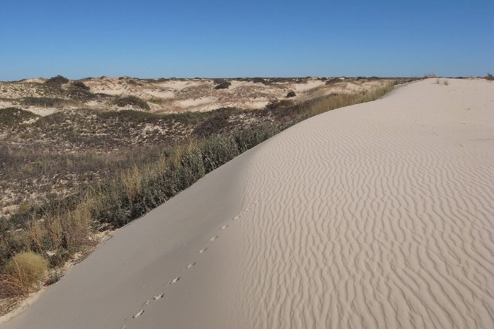 Long sandy ridge with animal tracks and scrub beyond