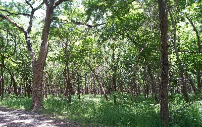 Mother Neff State Park