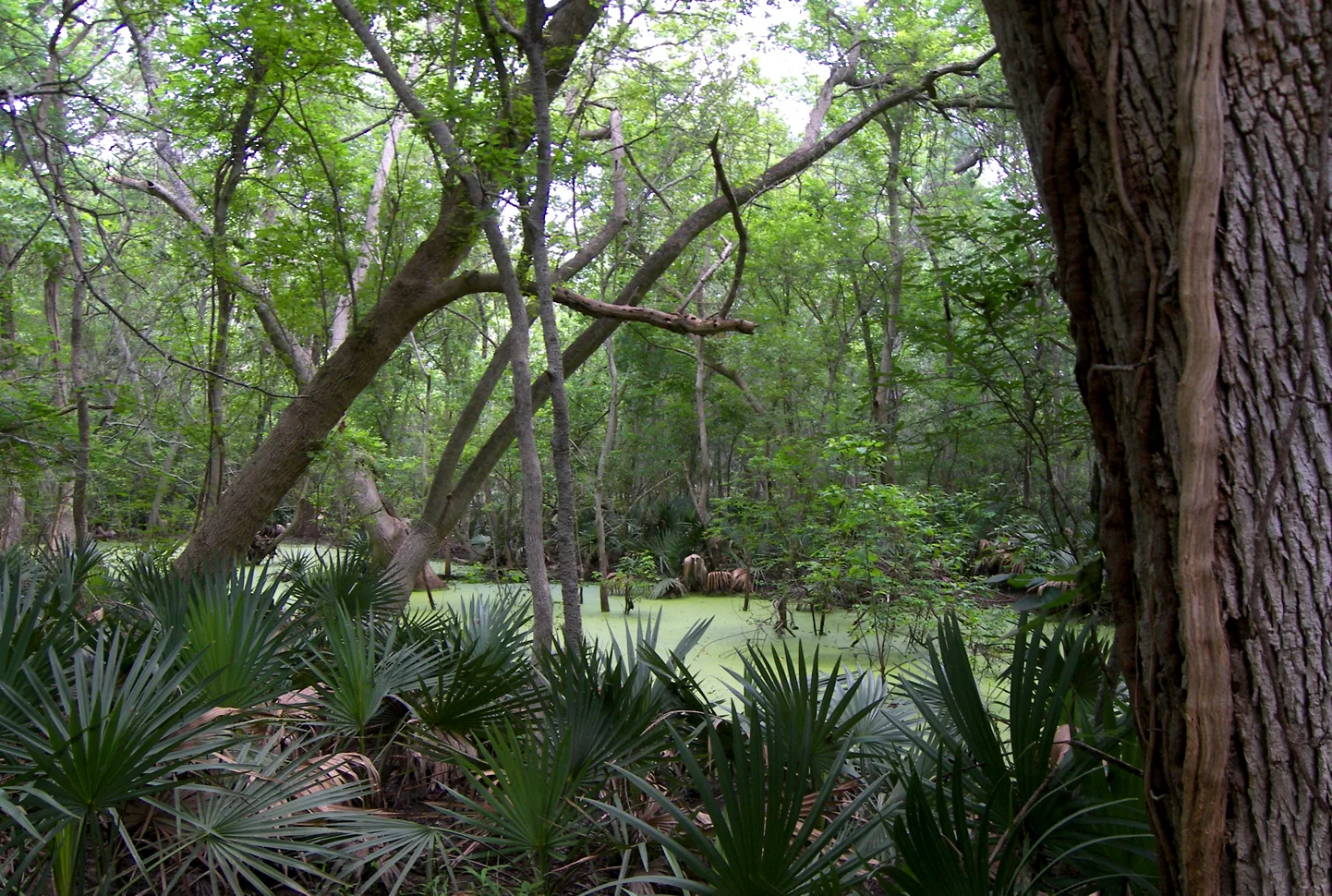 Shady swampy woods with dwarf palmettos at the base of trees