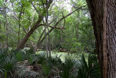 Palmetto State Park