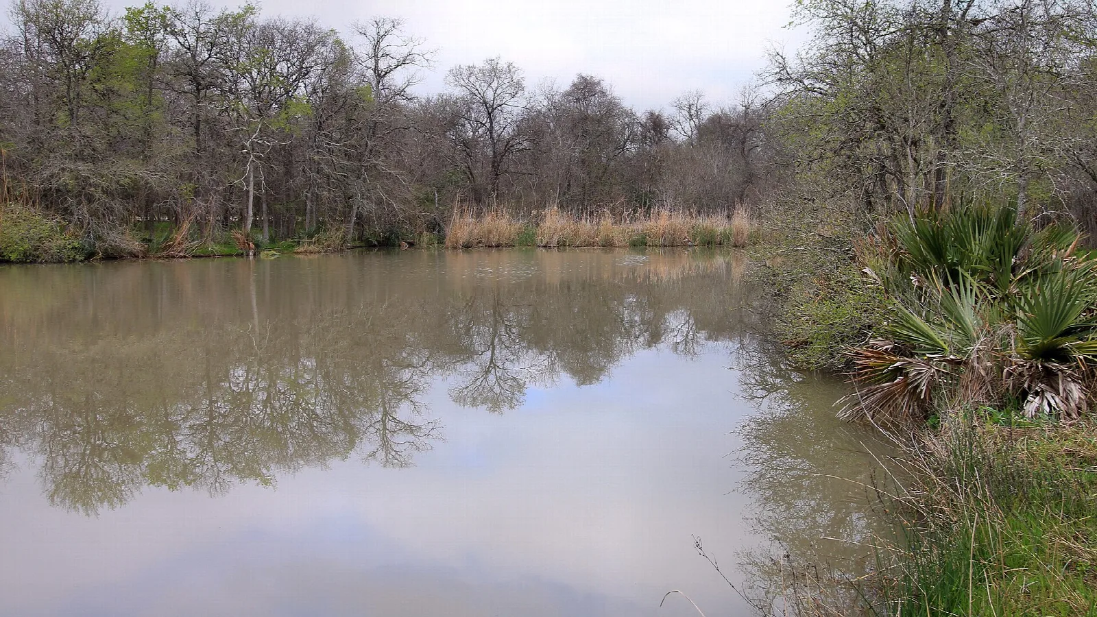 Calm oxbow lake with trees and reeds along the shore