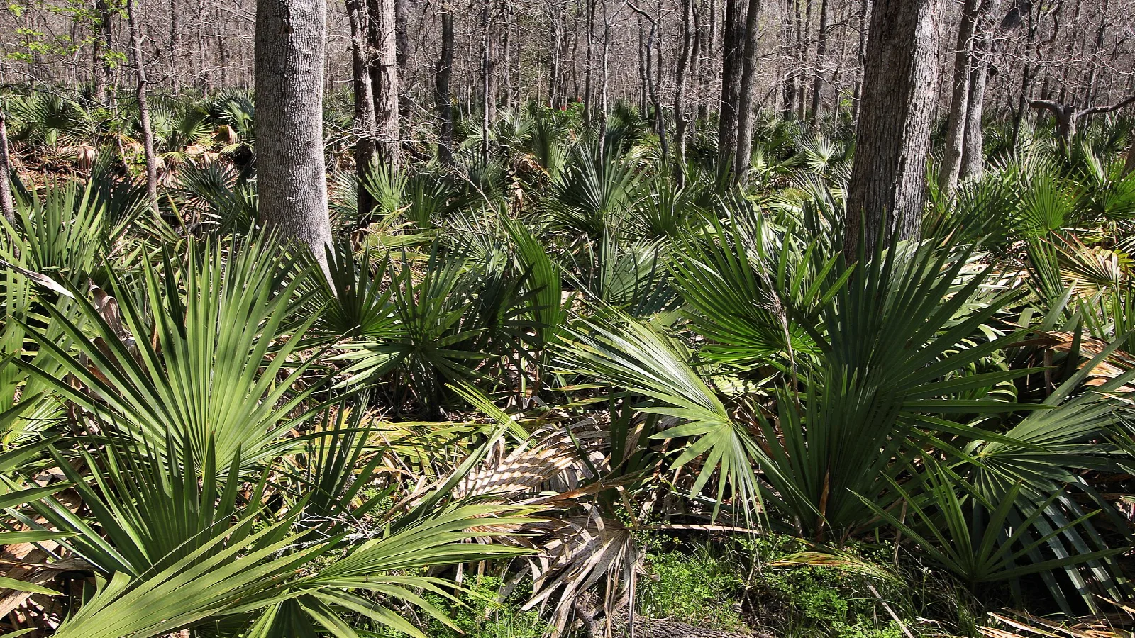 Dense palmetto plants under bare winter trees