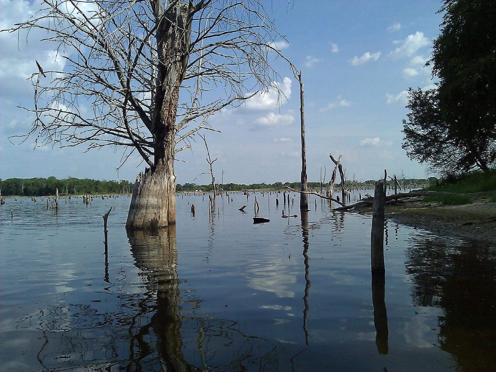 Dead tree standing in lake water on a bright day
