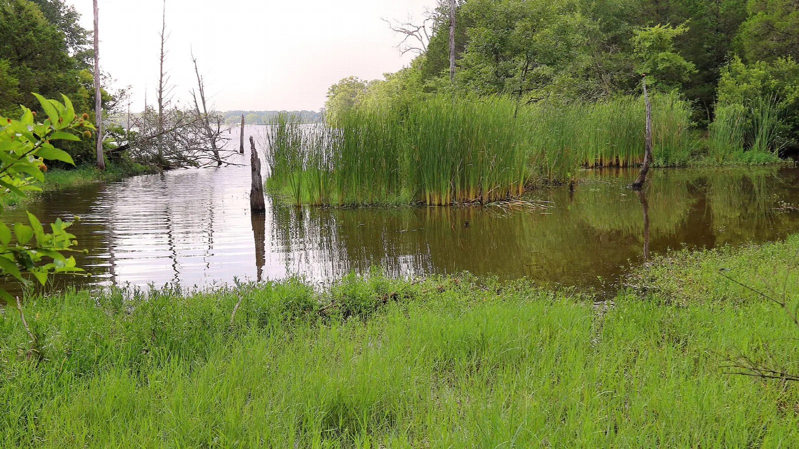 Reeds and still water along a wetland shoreline