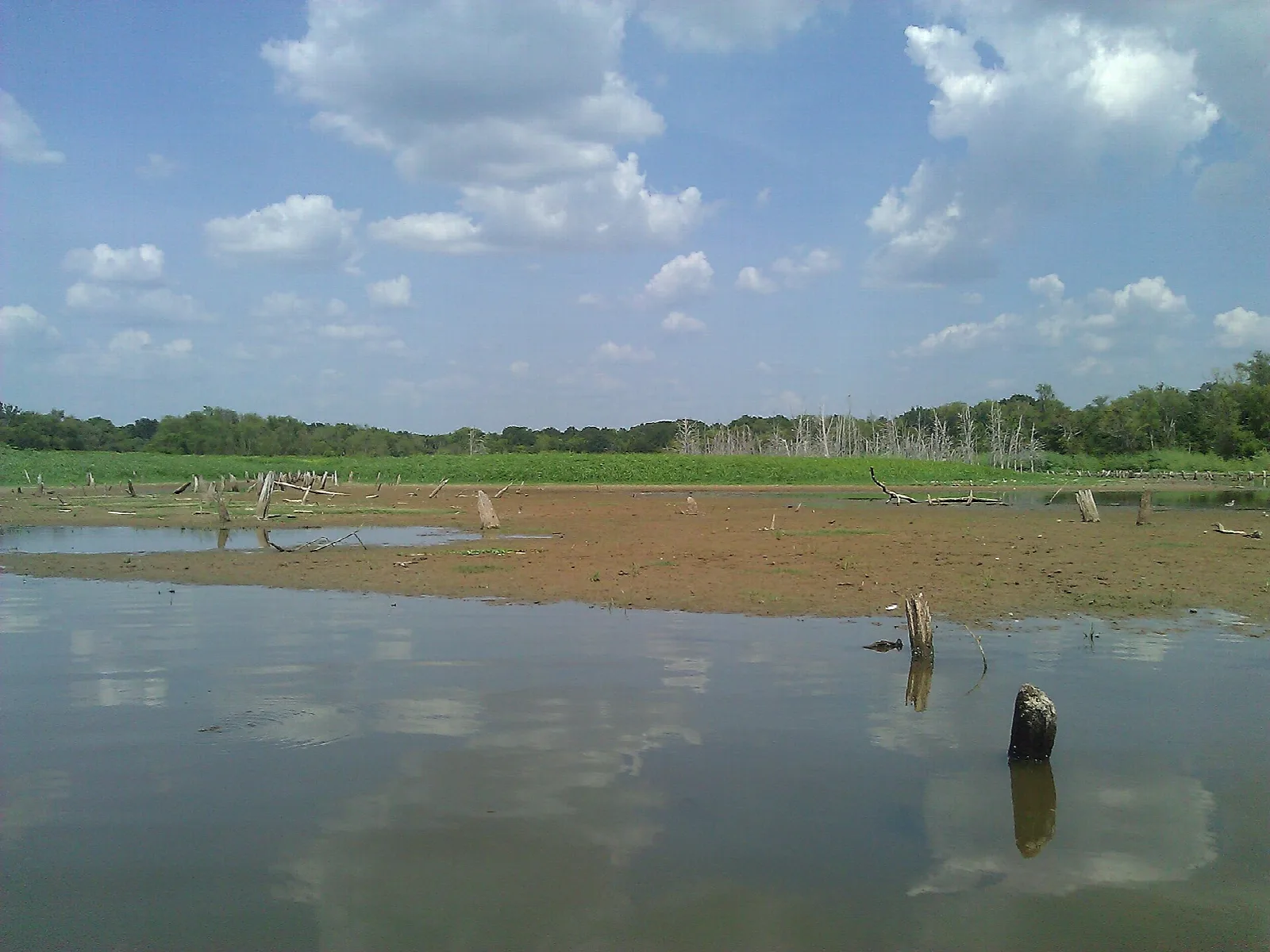 Shallow lake with stumps and reflected clouds