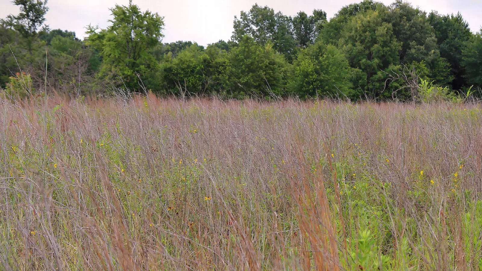 Field of tall prairie grass with trees behind
