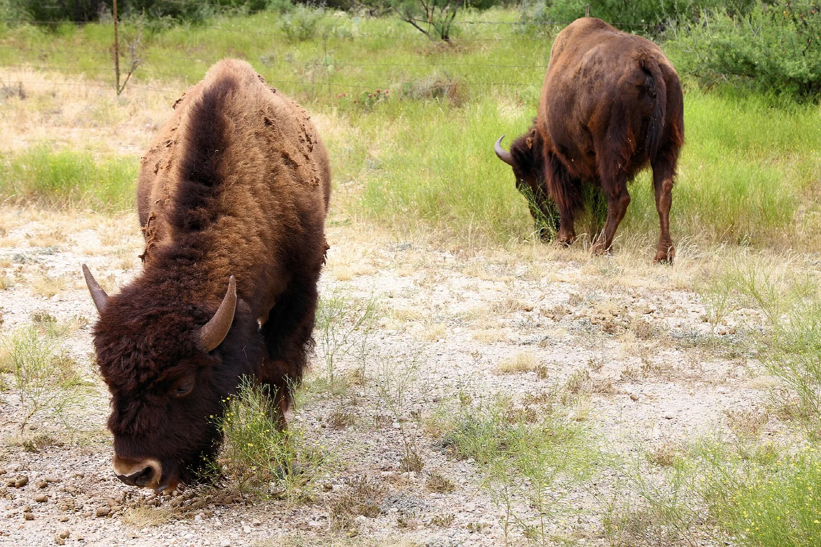 Two bison grazing on dry grass