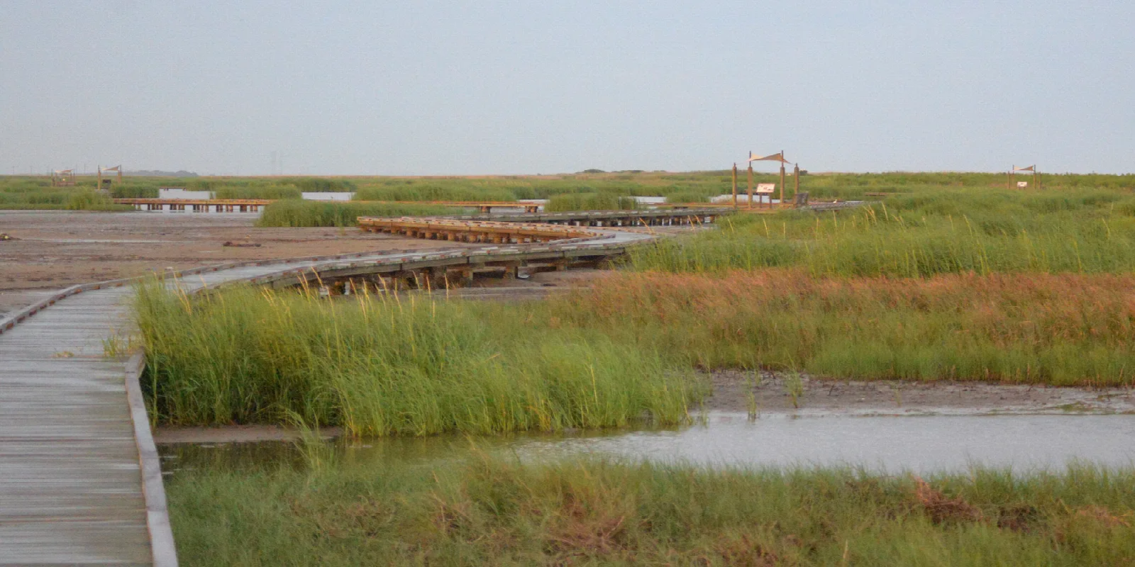 Wooden boardwalk crossing marsh grasses and mud flats