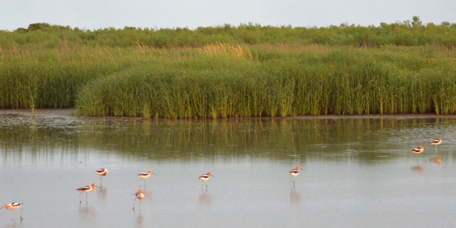 Shorebirds wading in shallow marsh water
